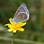 Common Blue Female