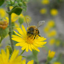 Common bee