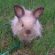 Lionhead Mini-Lop eared rabbit