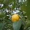 Lemon tree (λεμονιά)