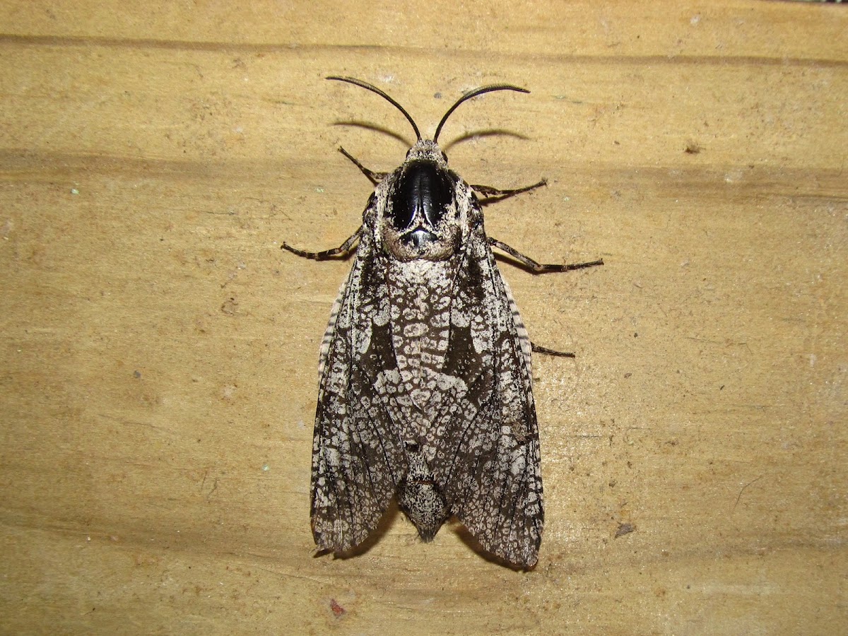 Carpenterworm Moth