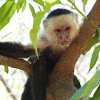 White-faced Capuchins