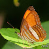 Adelpha butterfly