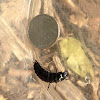 Caterpillar Hunter larva