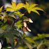 Arce Japonés / Downy Japanese Maple