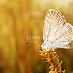 by Adya Saputra - Animals Insects & Spiders