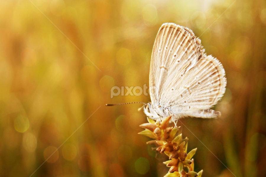 by Adya Saputra - Animals Insects & Spiders