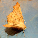 Maple Spanworm Moth