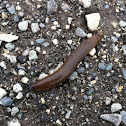 Slug