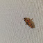 Red-Waisted Florella Moth