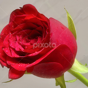 by Prashant Shah - Flowers Single Flower