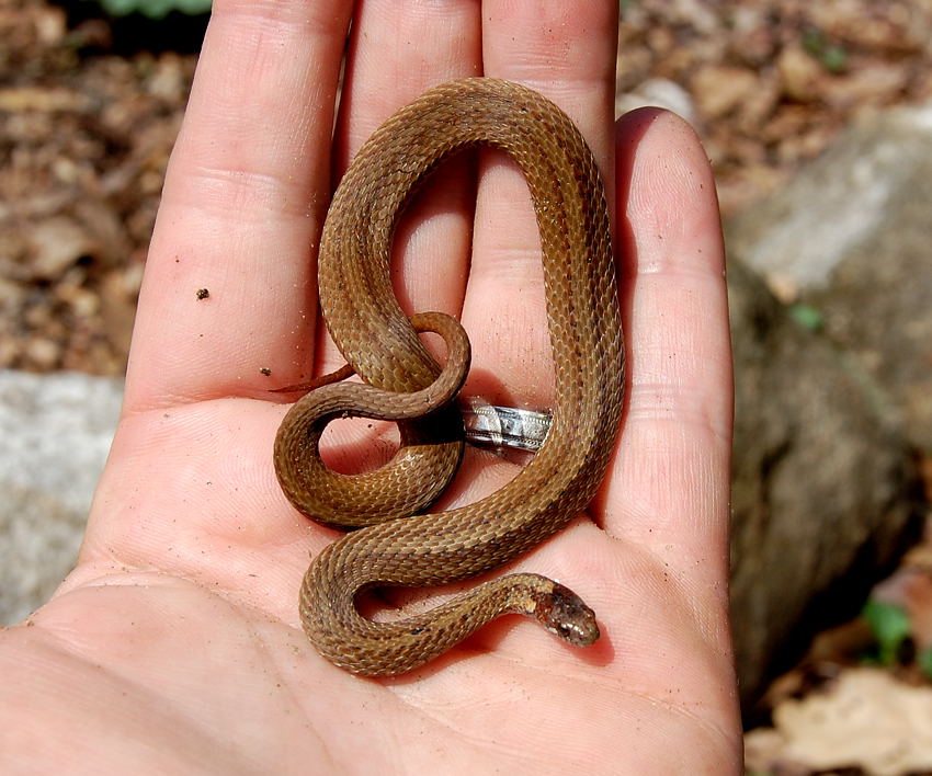 Northern Red Bellied Snake