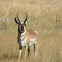 Pronghorn(m)