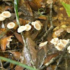 Baeospora myosura Mushrooms