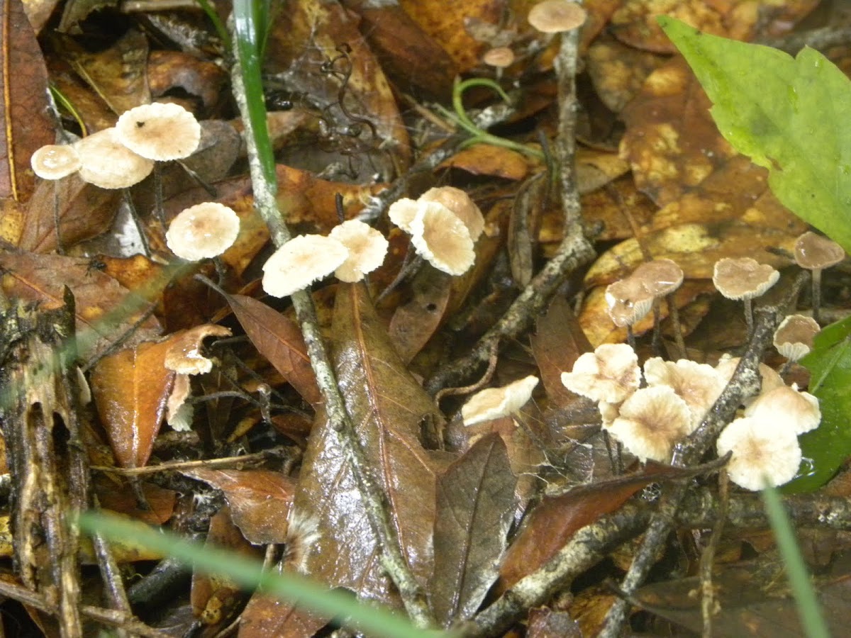 Baeospora myosura Mushrooms