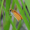 Southern Skipperling Butterfly