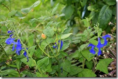 Salvia patens 'Cambridge Blue' og Rosa 'Gramham Thomas'