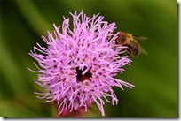 Liatris og bie