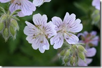 Geranium ibericum 'White Zigana'