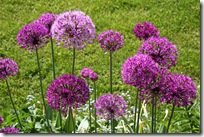 Allium aflatuense 'Purple Sensation'