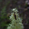 Longhorn flower beetle