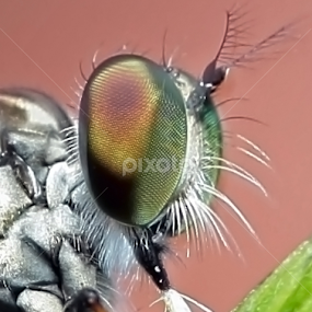 Beautiful Eyes by Ellmok Mokh - Animals Insects & Spiders