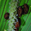Beetles in palm flowers