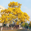 Ipê-amarelo-da-serra (Golden Trumpet Tree)