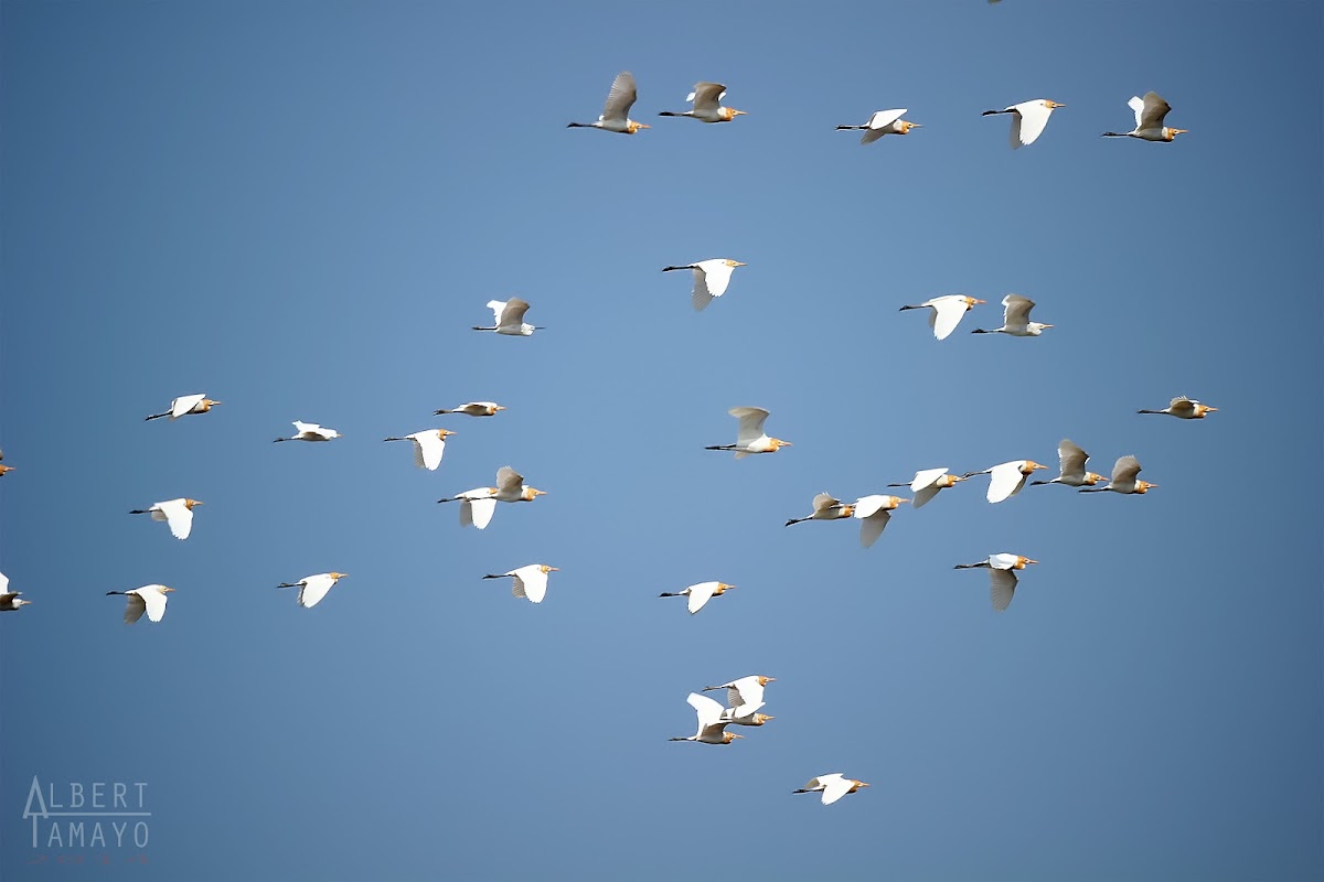 Cattle Egret