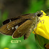 Rice Swift, Formosan Swift Butterfly