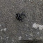 Bold Jumping Spider