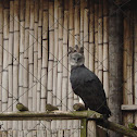 águila harpía (harpy eagle).