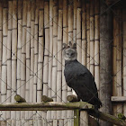águila harpía (harpy eagle).