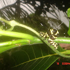 A Tinolius moth caterpillar