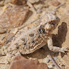 Texas horned lizard (hatchling)