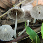 Fairy's Bonnets