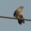 Indian Silverbill (White-throated Munia)
