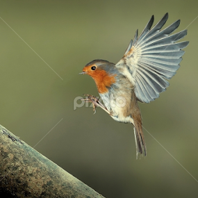perfect landing by Wise Photographie - Animals Birds