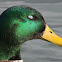 Mallard