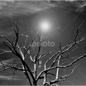 the dead tree by Giorgio Passoni - Black & White Flowers & Plants