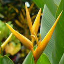 Heliconia Golden Torch