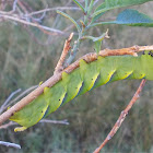 Death's-head Hawk moth caterpillar