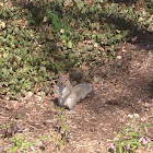 Eastern Gray Squirrel