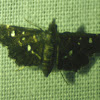 Crambid Snout Moth