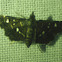 Crambid Snout Moth