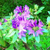Rhododendron: Purple