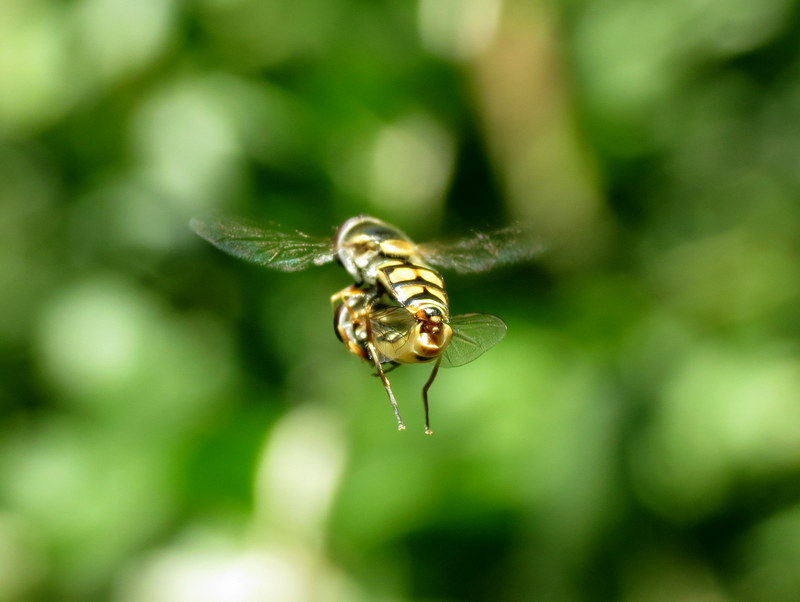 Hover Flies (mating)