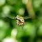 Hover Flies (mating)