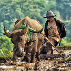plowing the field by Wildan Syamsuludin - People Portraits of Men