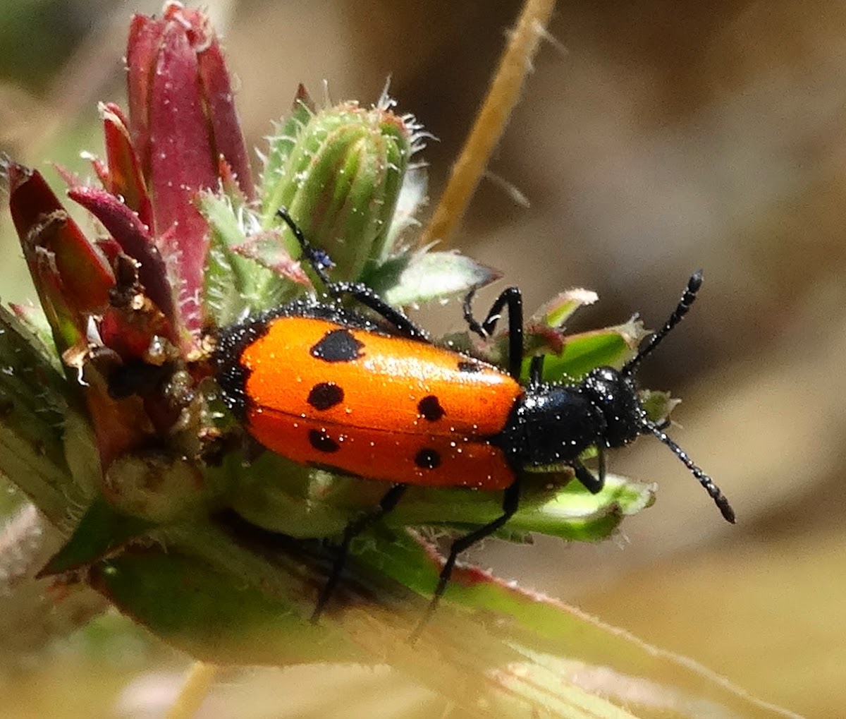 Four-spotted Blister Beetle
